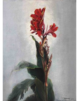 Canna Edulis Red Flower